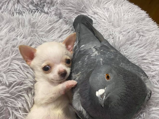 Photos of Chihuahua Lundy and pigeon Herman, both being helped at Hilton's The Mia Foundation, have gone viral.