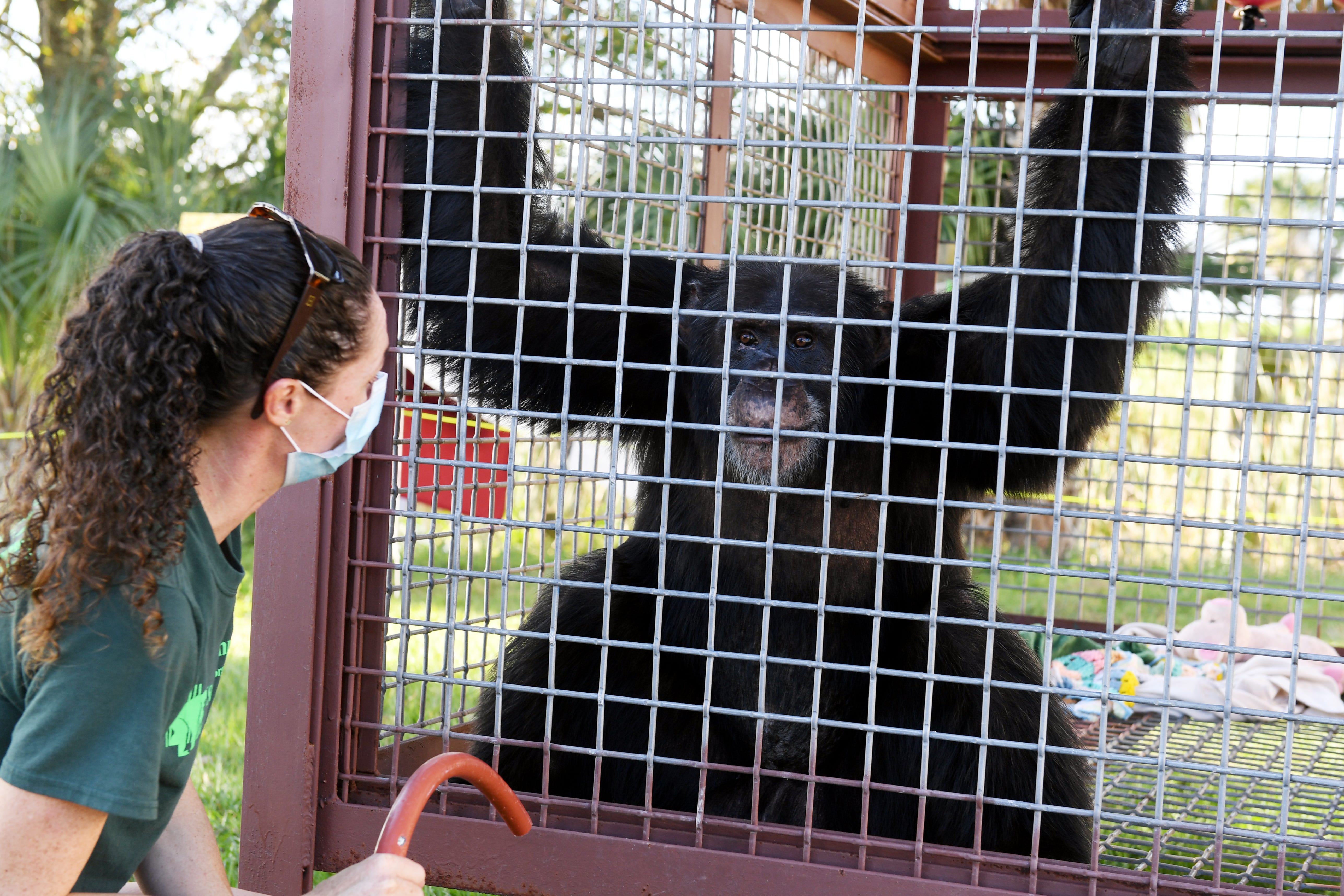 Save the Chimps Care Manager Sarah Poirier interacts with Nigida.