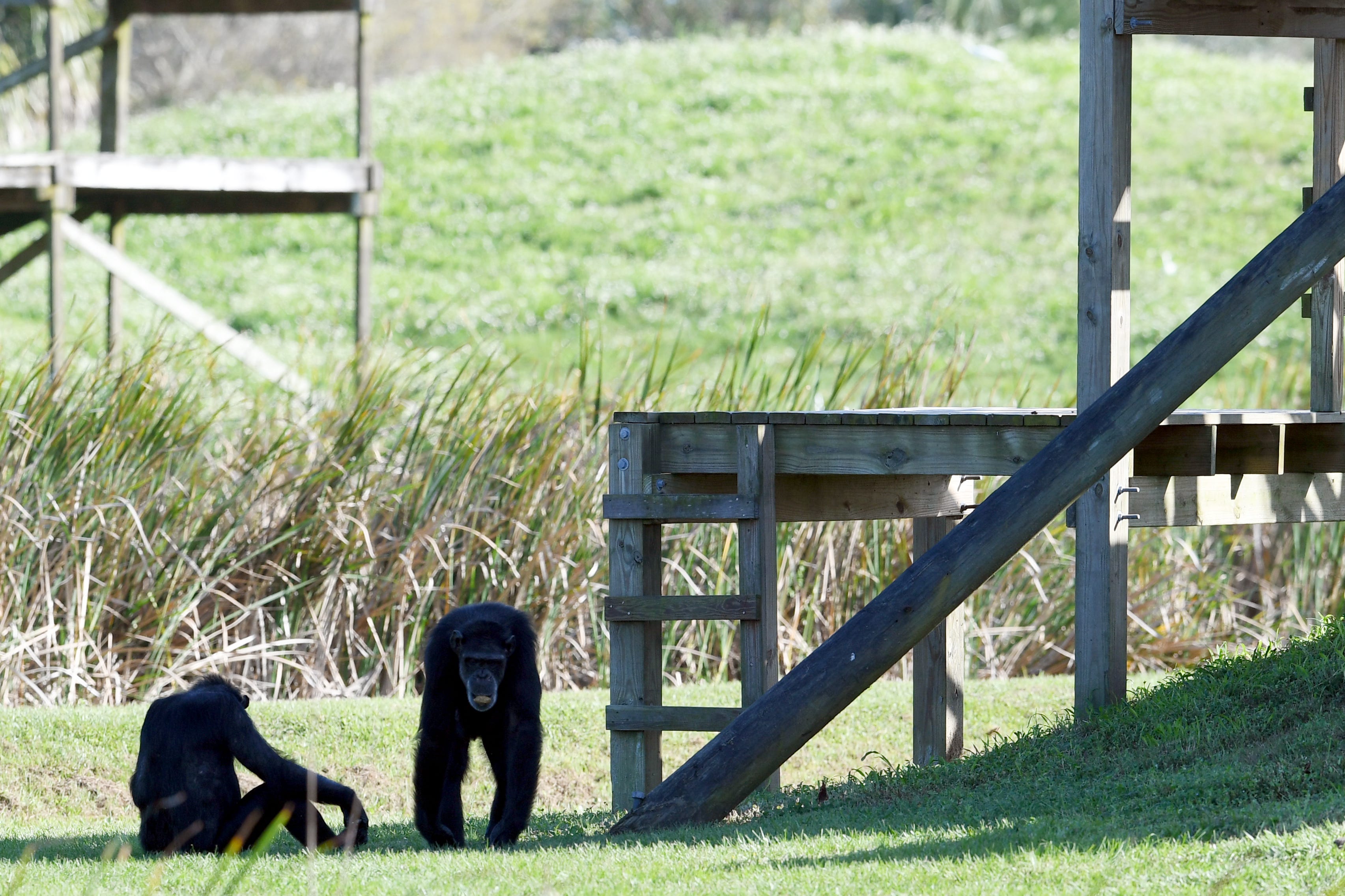 Family groups roam freely on 12 outdoor islands.