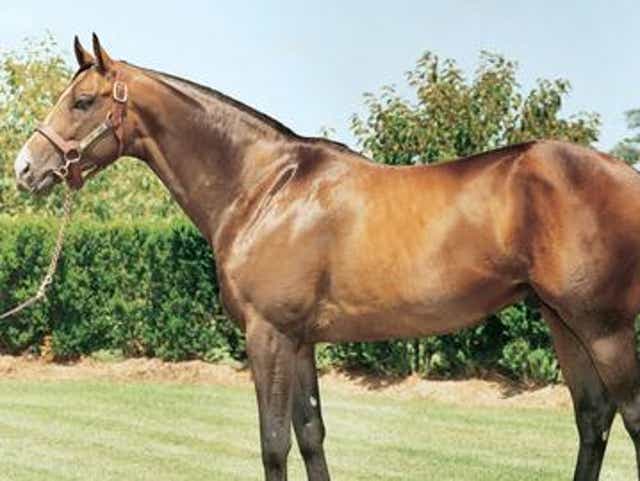 Ap Indy Belmont Stakes Winner And 1992 Horse Of The Year Dead At 31
