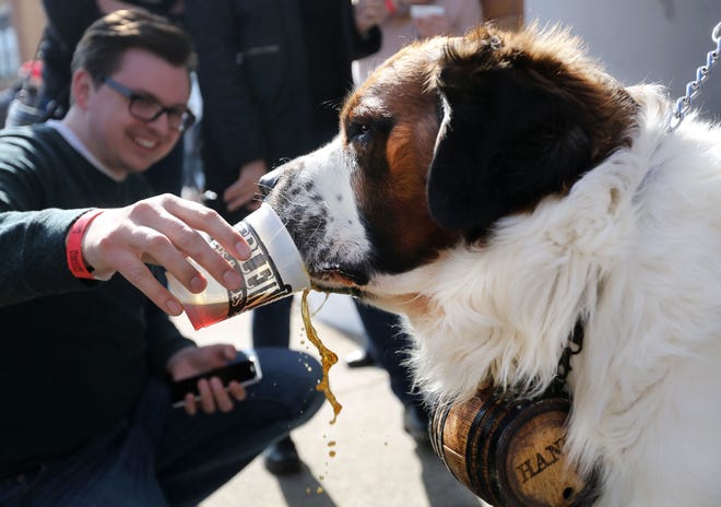 March 6, 2016: Bockfest isn't just for people. Dogs, like Hank, a 3-year-old St. Bernard owned by Bubs Kindt, of Colerain, are also fans of the event.