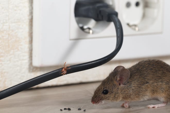 Mice can chew their way through your infrastructure, including drywall and electrical wiring. They also carry diseases such as leptospirosis and hantavirus.