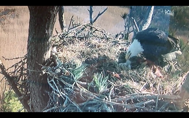 The refuge cam caught the bald eagle feeding the new -born chick at Chincoteague National Wildlife Refuge.