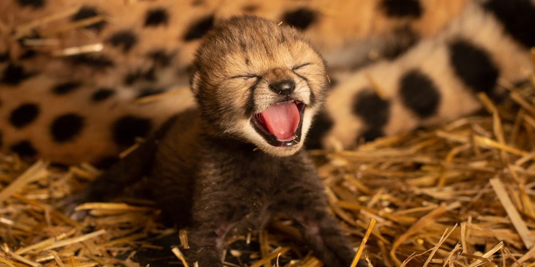 Image result for The male and female cubs were born to 3-year-old Izzy at the Columbus ... The biological mother of the cubs is 6-year-old Kibibi