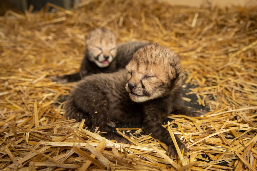 Two cheetah cubs born Wednesday at the Columbus Zoo and Aquarium, the first in the world to be conceived using in vitro fertilization.