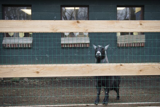 The Paws Discovery Farm in Mount Laurel, home to goats, chickens, alpacas and many other farm animals, has closed for good. Its owners cited the mounting costs of running a farm, along with an increase in the minimum wage.