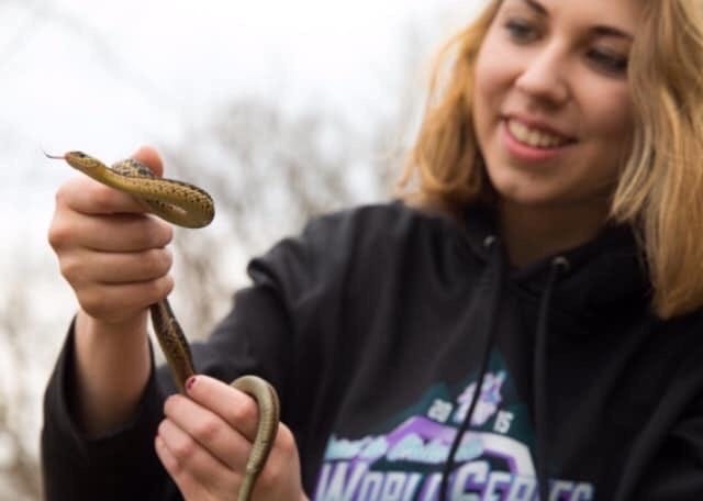 Sarah Bauer holds a garter snake that she captured during her sophomore year while working on the research project into snake fungal disease. She is now a senior this year.