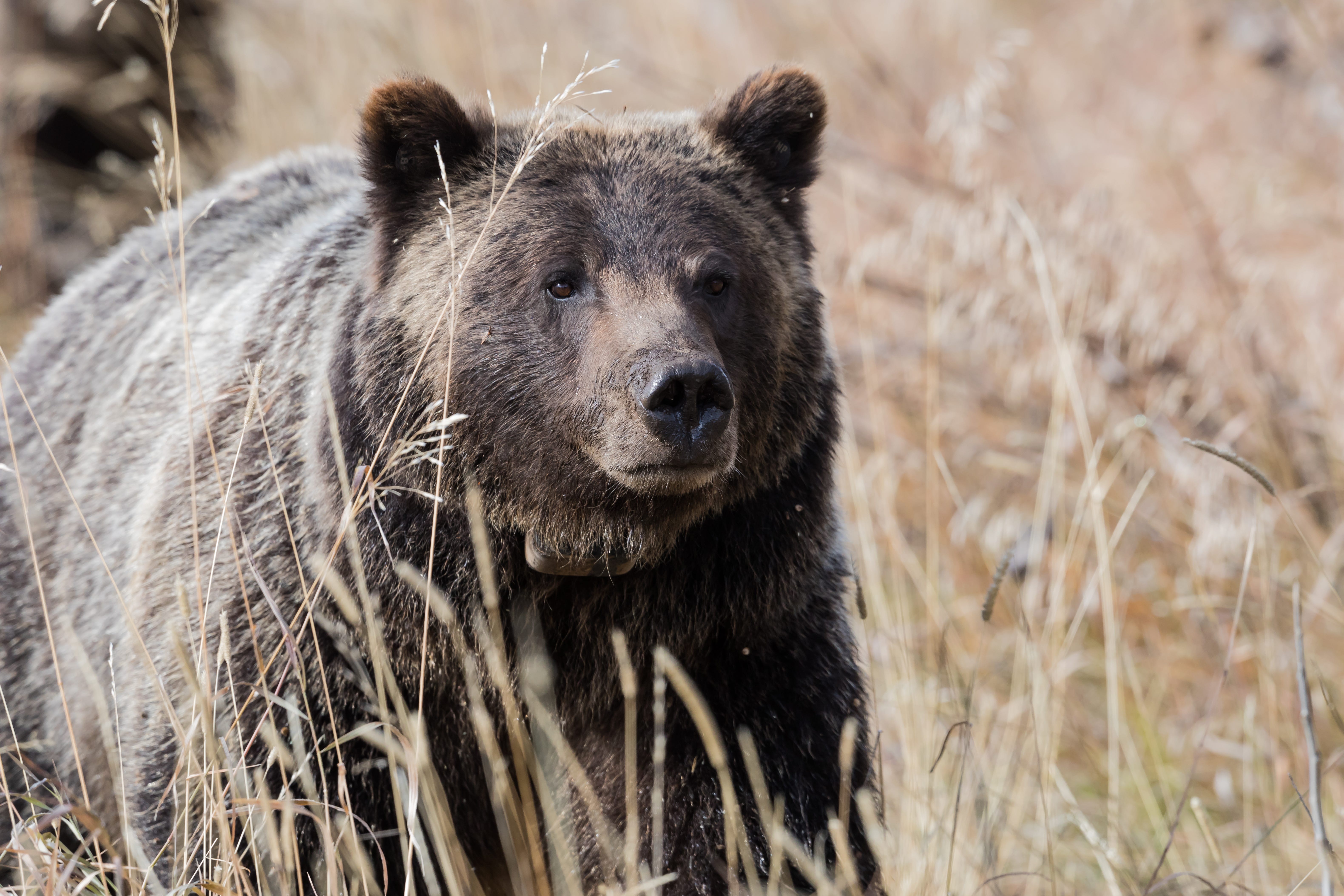 Fact check: Story of huge man-eating Alaskan grizzly bear is tall tale