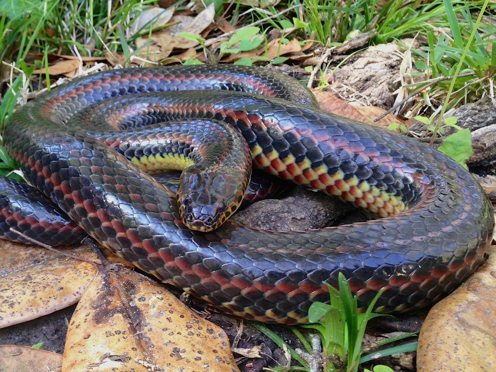 Rainbow snake spotted in Florida forest for first time since 1969