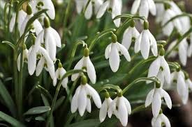 Spring Is Right Around The Corner So Look For These Early Signs Spring Is Right Around The Corner So Look For These Early Signs
