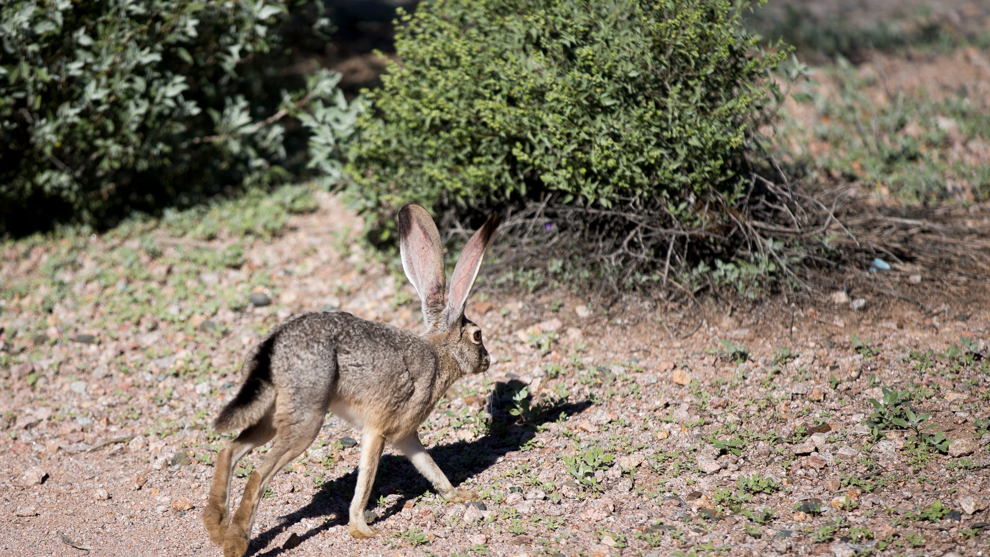 Jackrabbit carcass detected with deadly, contagious disease near Palm ...
