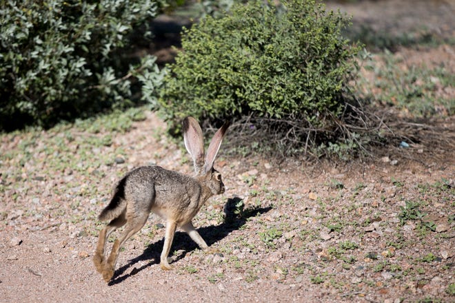 Jackrabbit carcass detected with deadly, contagious disease near Palm ...