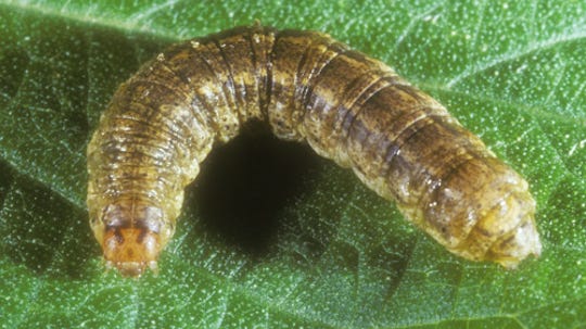 Larva of the granulate cutworm (Feltia subterranea).