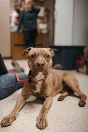 Psycho, formally known as Mac, was put up for adoption by the Ross County Humane Society after he came in as a stray. His owner, Jessica Hill, learned he had been found nearly one month after he escaped from a Greenfield home.