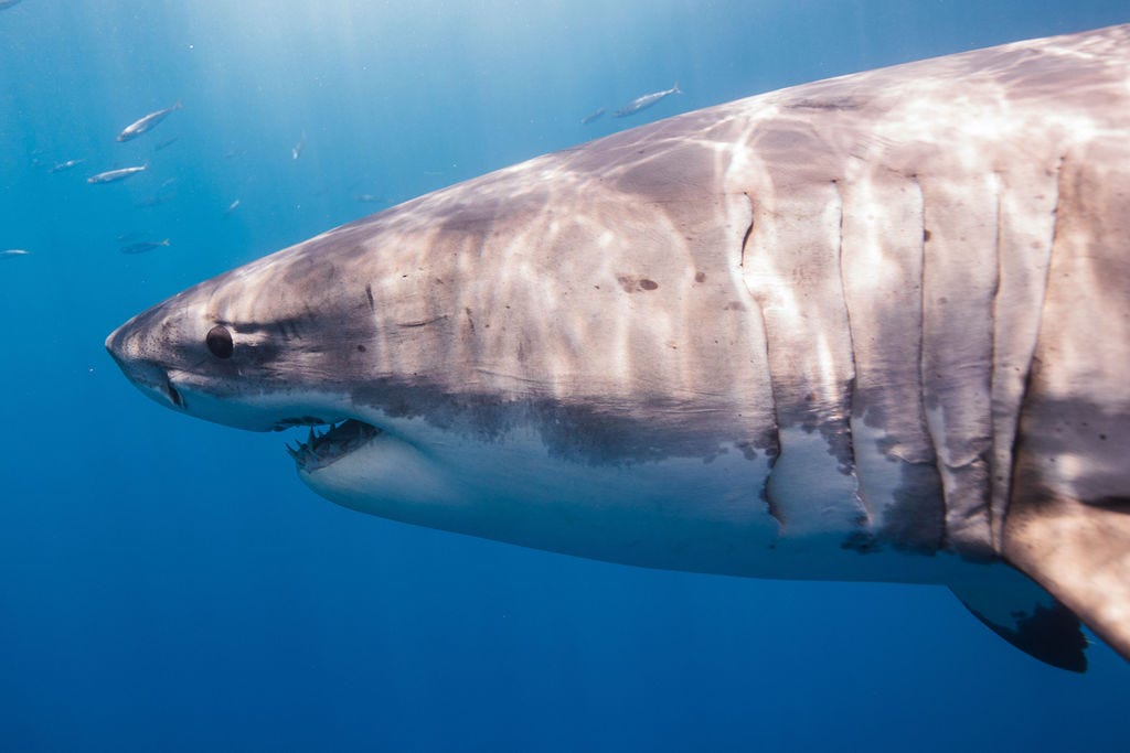 ginormous shark