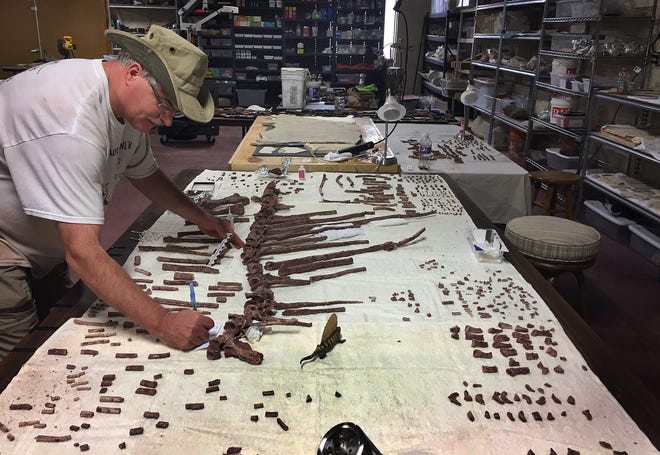 Volunteer Tracy J. Houpt taking some measurements on the fin spines of Darlene the Dimetrodon, a 290 million-year old pre-dinosaur which is being reassembled for the Whiteside Museum of Natural History in Seymour.