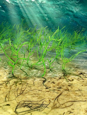 In the background of this digital recreation, ancient microscopic green seaweed is seen living in the ocean 1 billion years ago. In the foreground is the same seaweed in the process of being fossilized far later.