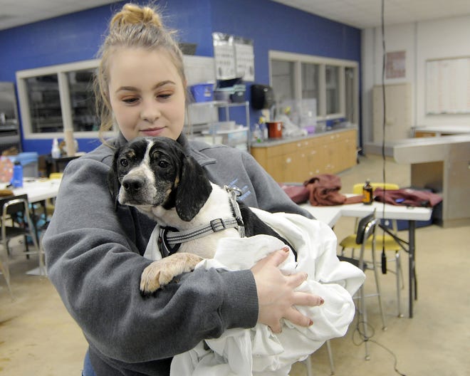 Ashland County West Holmes Career Center student Katy Griffith holds one of the dogs seized from an Ashland home last week and now being cared for in the Animal & Veterinary Science lab.