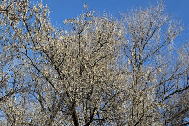 A fire hazard mitigation project aimed at reducing invasive species, such as Russian olive trees, will begin soon in Farmington's Animas Park.