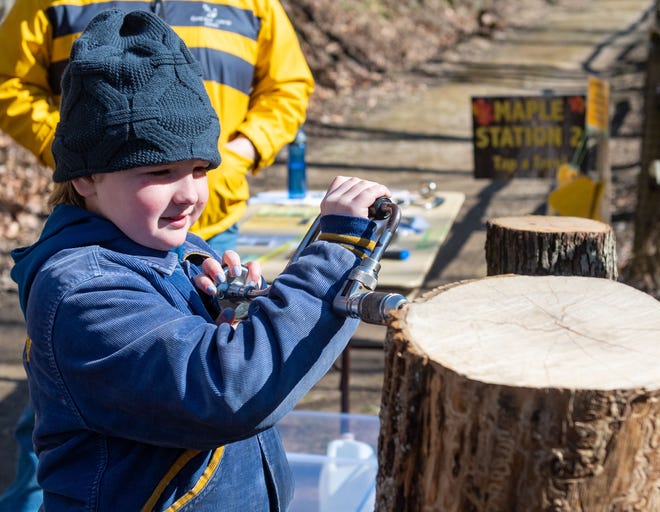 Aubrielle Bonner, 10, drills a hole into a tree during the York County Department of Parks and Recreation's Maple Sugar Festival Days at Nixon County Park. The event is repeated on March 7.