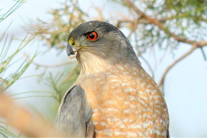 A Cooper's Hawk is one of the most striking predators in the area. The Lincoln County Bird Club has several events scheduled for March and May.