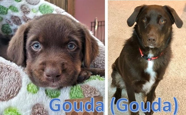 Marshfield Dumpster Puppies Celebrate First Birthday