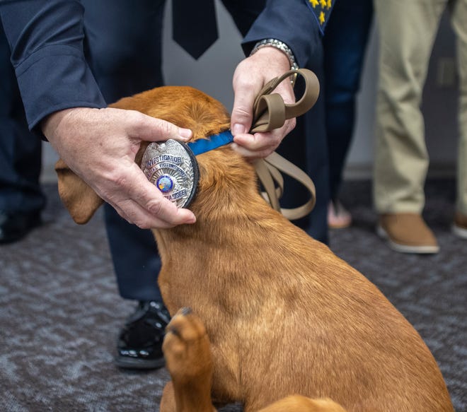 Tallahassee Police Chief Lawrence Revell places a badge on Jon Jon, a 17-week-old bloodhound. Jon Jon is TPD's K9 who will be trained to help find missing persons. 