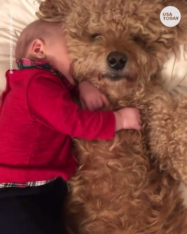teddy bear and dog