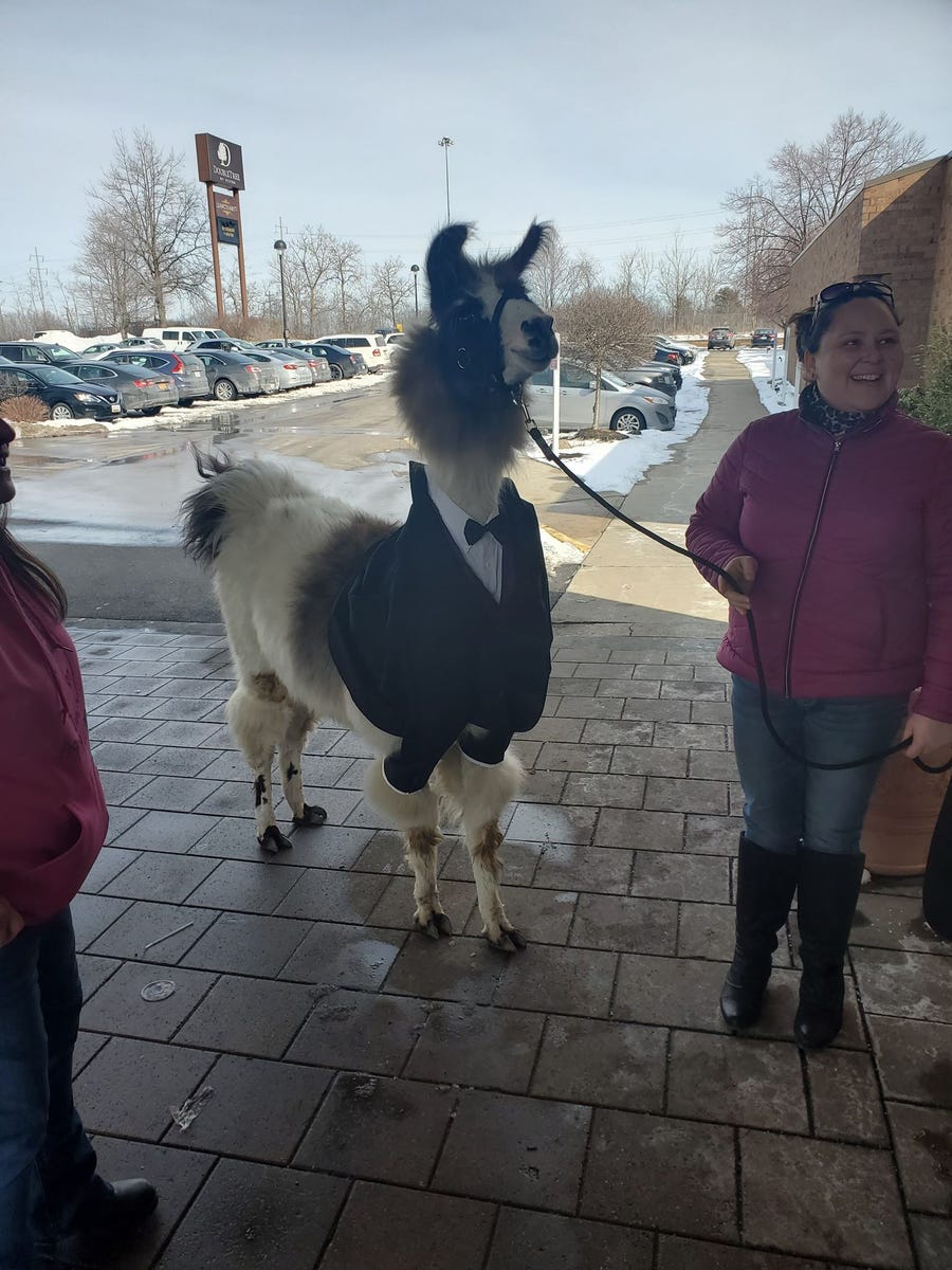Shocky, all dressed up for Riva Weinstock's wedding.