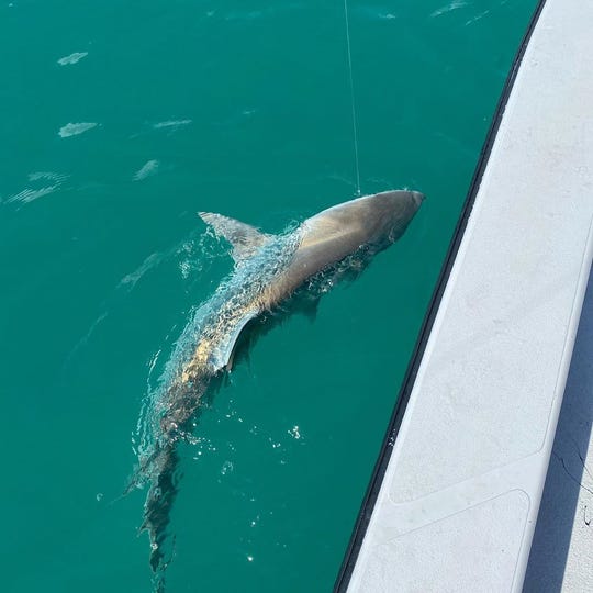 Sharks Bluefish Pompano And Flounder On The Catch List