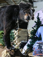 The Cocaine Bear, now shown at the Kentucky for Kentucky Fun Mall, was a 175-pound black bear from Chattahoochee National Forest that died after eating about 75 pounds of cocaine that was lost by Kentuckian drug smuggler Andrew Thornton in 1985. The Georgia state examiner had the animal taxidermised. Waylon Jennings once owned the stuffed bear. March 4, 2020.