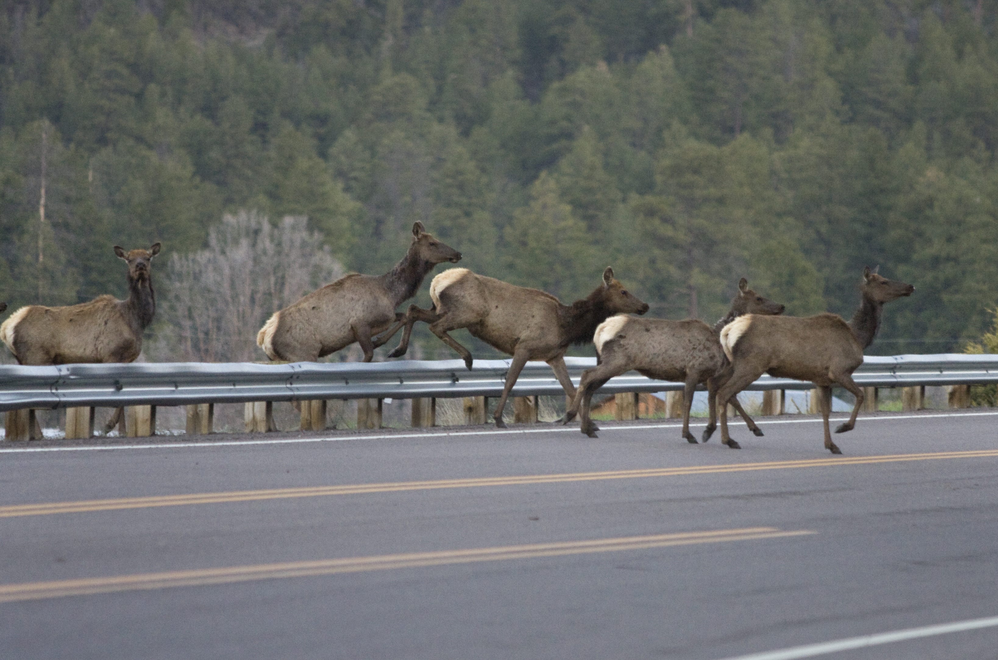 Arizona roadkill bill would allow people to collect more dead animals Arizona roadkill bill would allow people to collect more dead animals