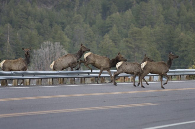 Elk seen crossing Highway 180 in Alpine on Thursday, April 24, 2008.