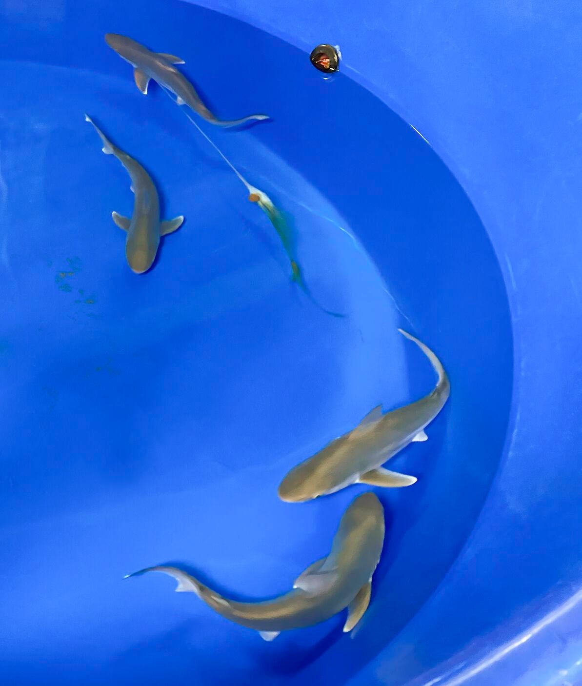 Aquarium Shows How The Baby Shark Song Got It Wrong