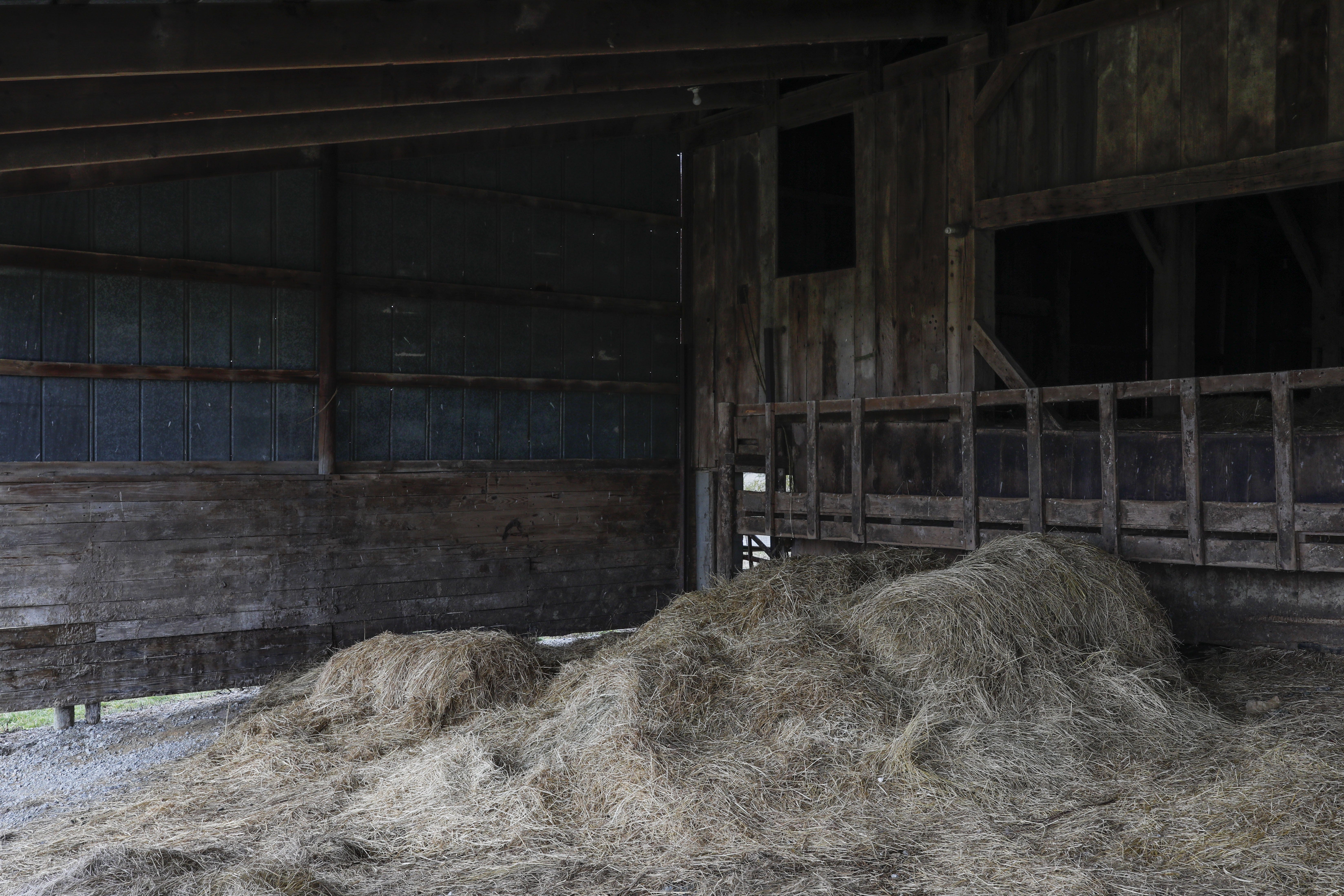 Hay still sits in a barn once owned by Charlie Utter's cousin, a farmer who died by suicide in July 2017, on Tuesday, March 3, 2020 in Georgetown, Ohio. After his death, Charlie sold off some of his cousin's remaining cattle, but some remnants of the farm still remain almost three years after his death. [Joshua A. Bickel/Dispatch]