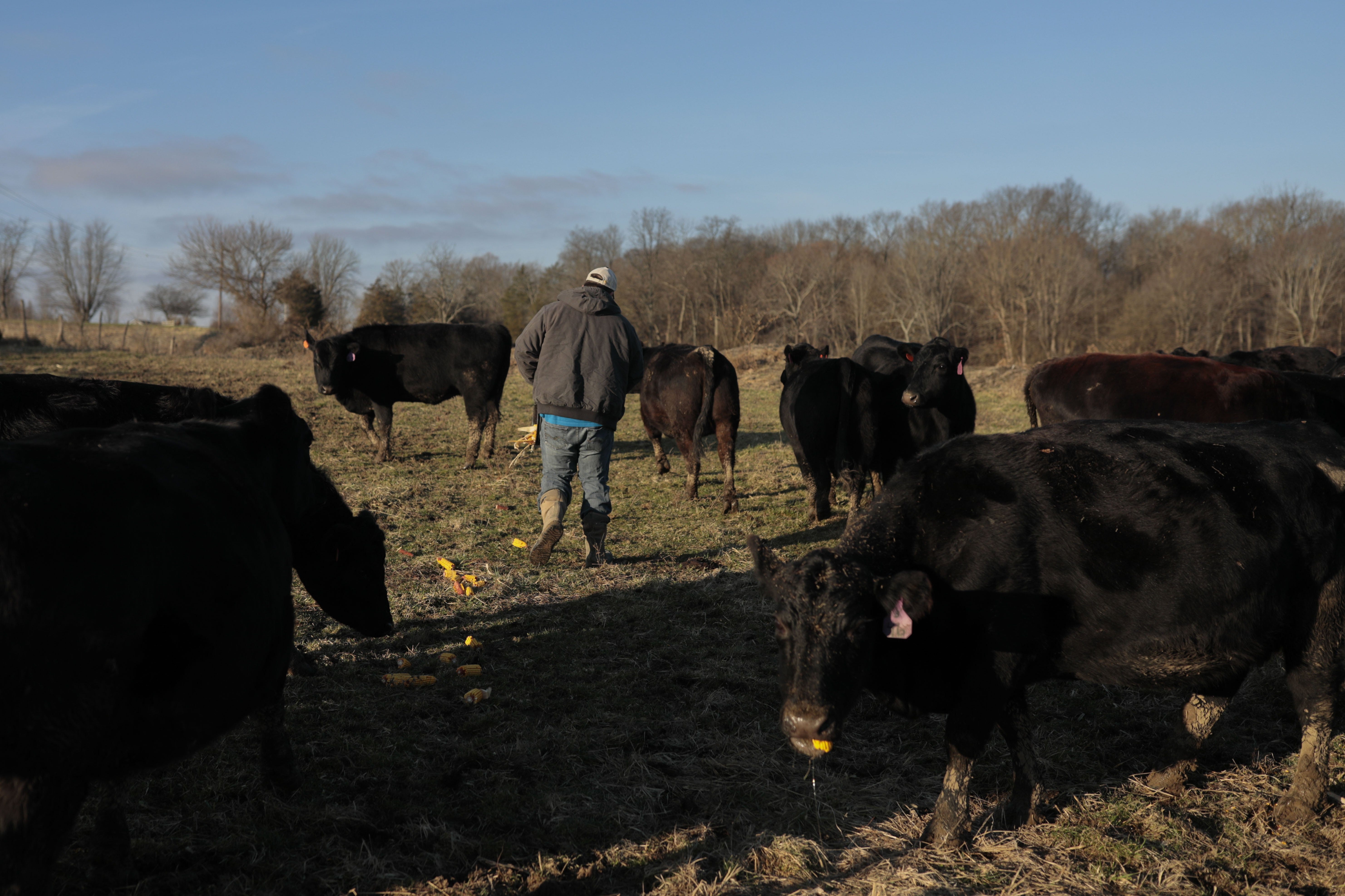 Nathan Brown feeds some of his cattle on Monday, January 6, 2020 at his farm in Hillsboro, Ohio. [Joshua A. Bickel/Dispatch]