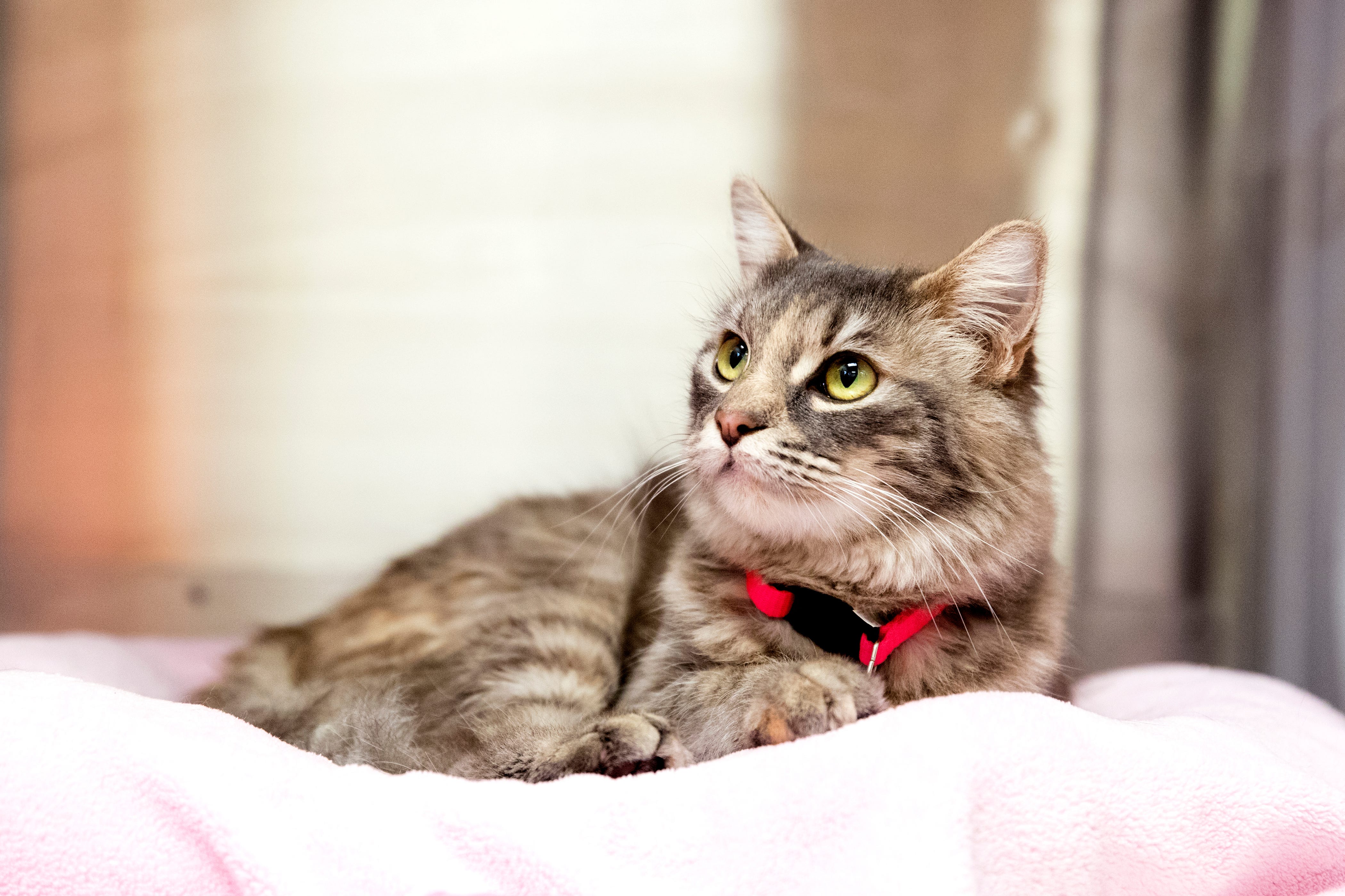 Adopt A Pet These Cats Are Looking For The Perfect Cuddle Companion