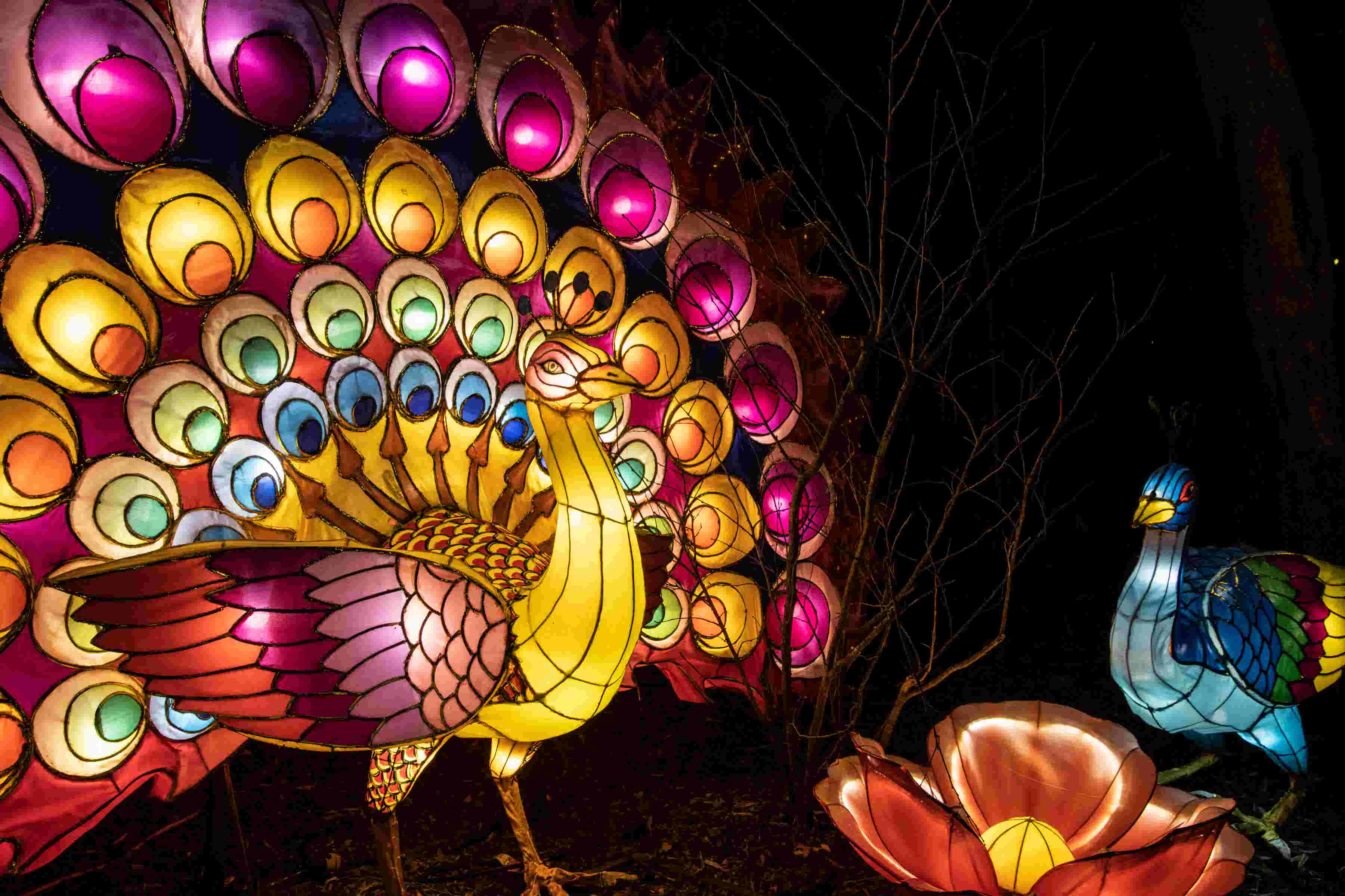 Chinese lantern festival at Louisville Zoo highlights Asian art, food
