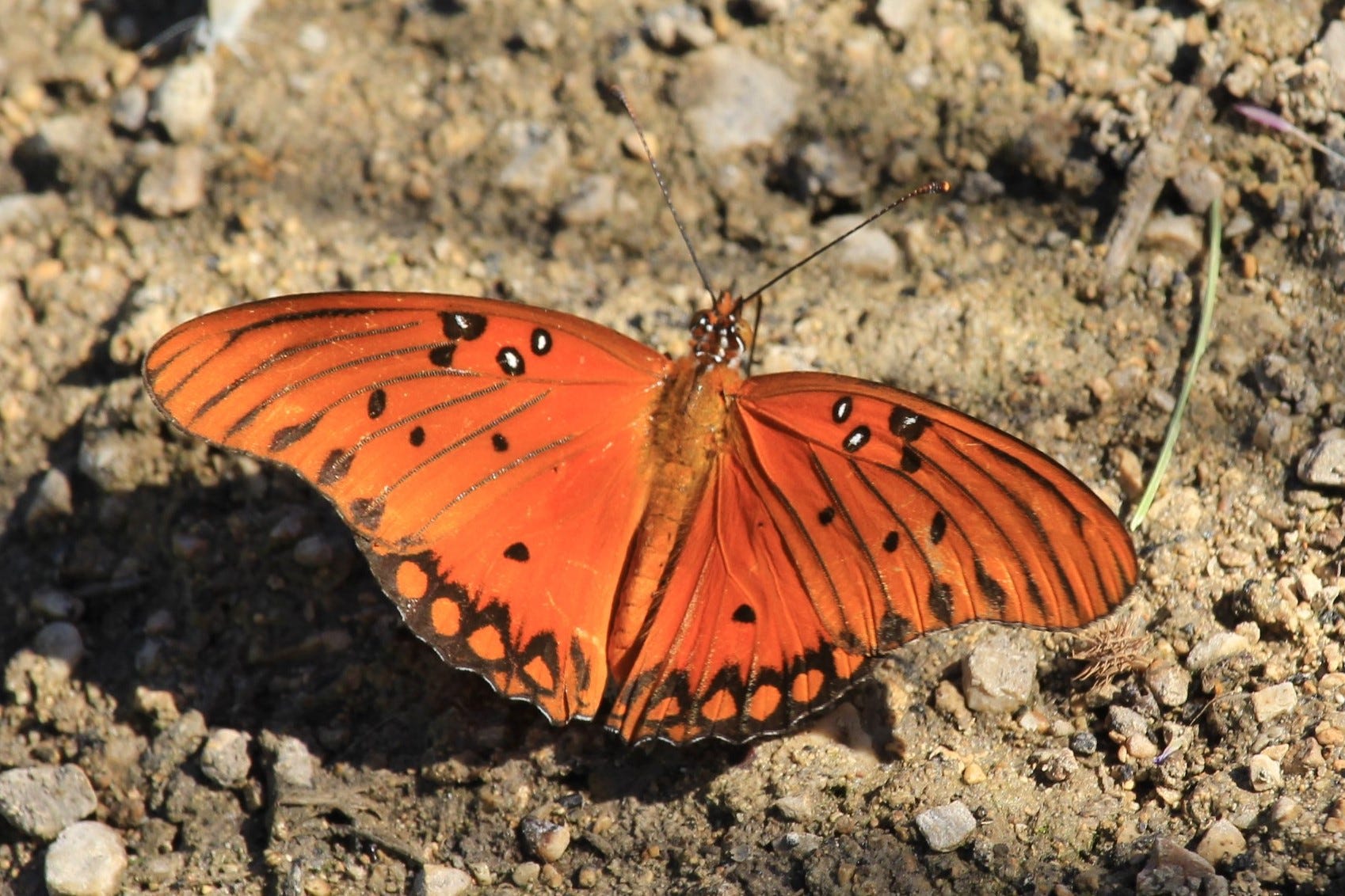 Gulf Fritillary Among The More Colorful Butterfly Species In Texas