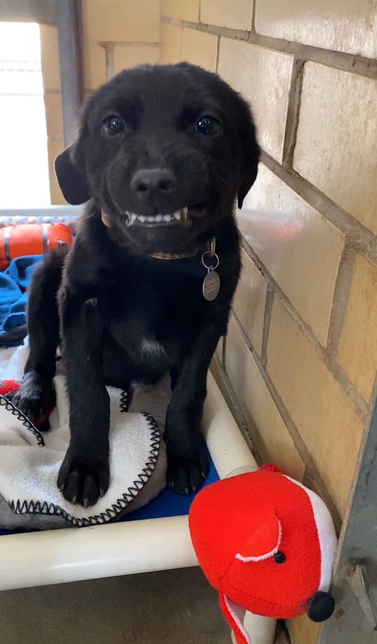 black lab smiling