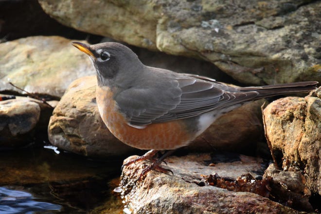 In winter, robins' bills are drab, even dirty looking.