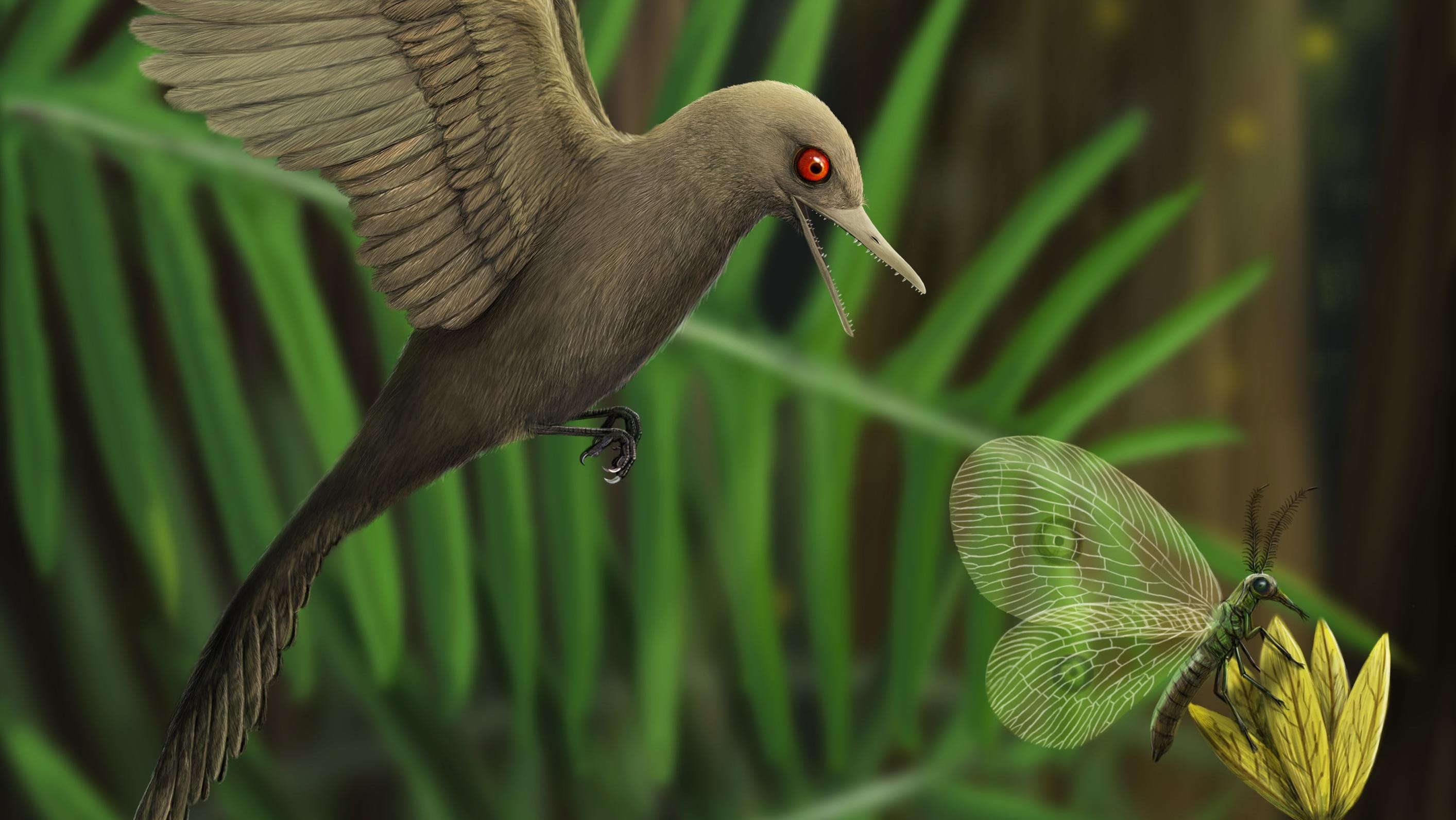 Tiny 'bird-dinosaur' discovered trapped in 99-million-year-old amber