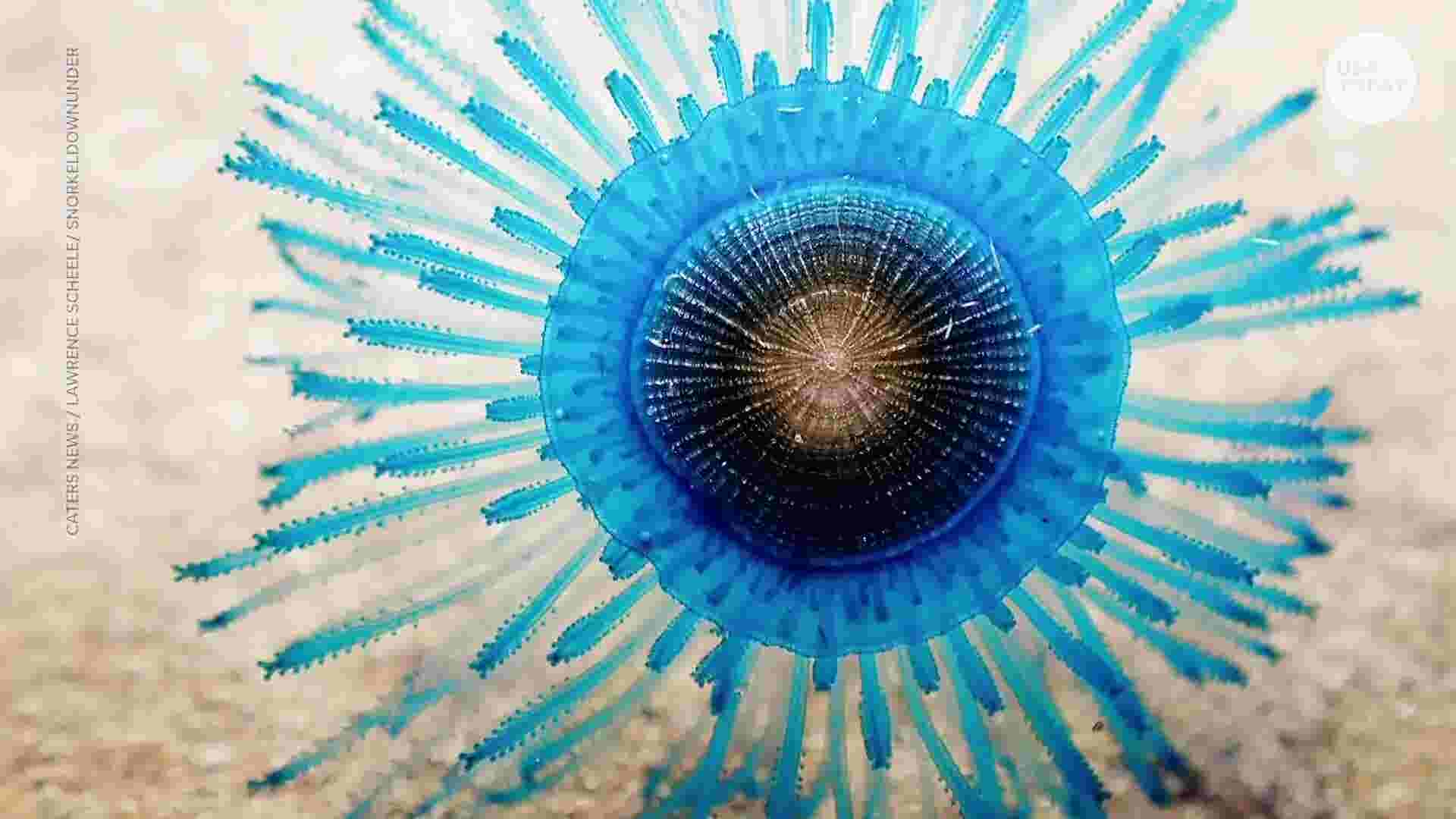 mesmerizing-blue-sea-organism-will-blow-your-mind
