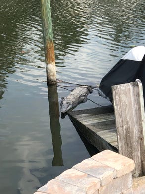 A crocodile, estimated to be 8- to 10-feet-long, was spotted on a dock in Indialantic on Feb. 25, 2020.
