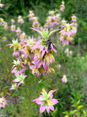 Dotted horsemint (Monarda punctata) is a native nectar-supplying plant with purple and yellow tubular flowers.