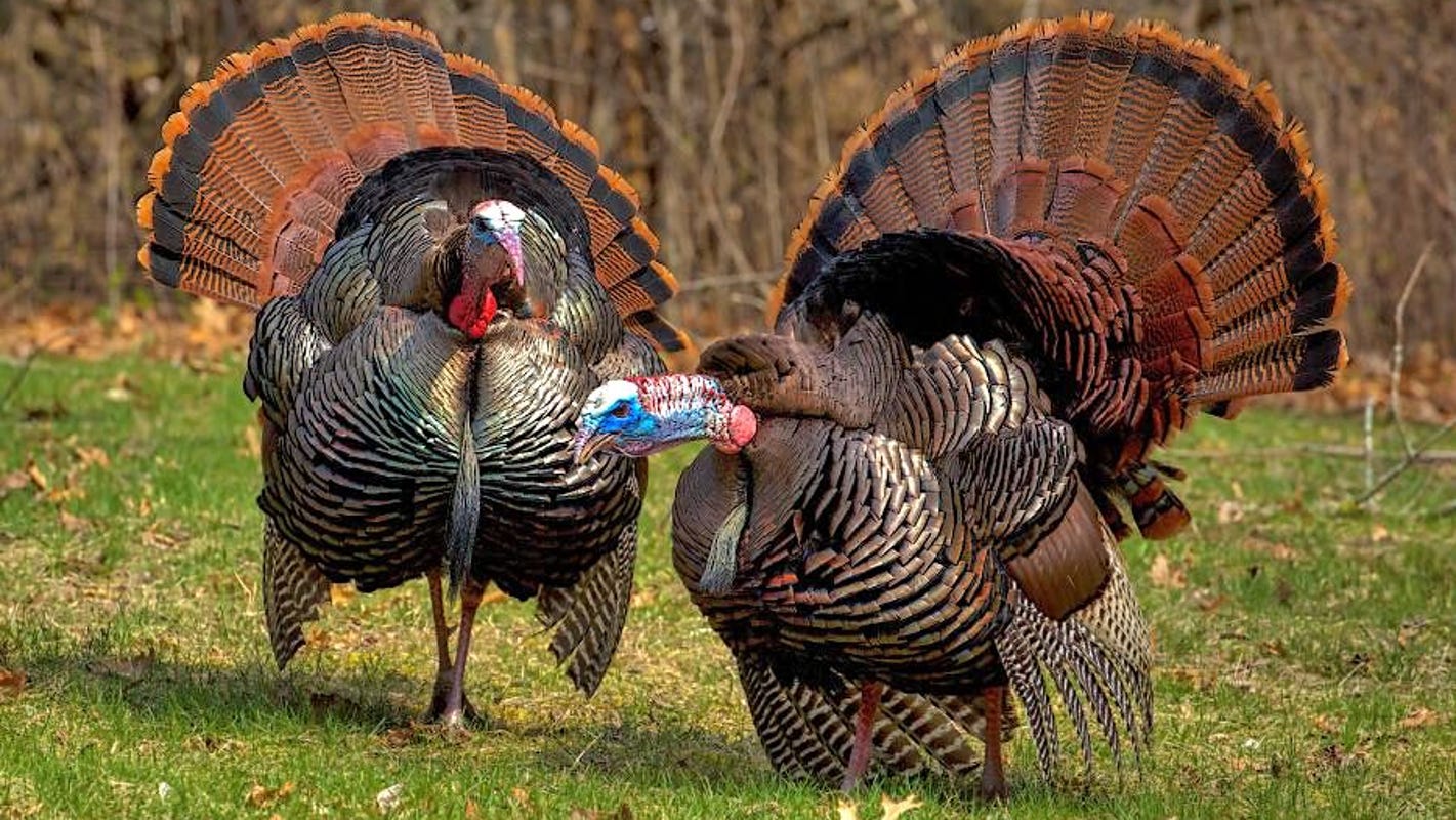 Leftover Wisconsin spring turkey permits for sale beginning Monday