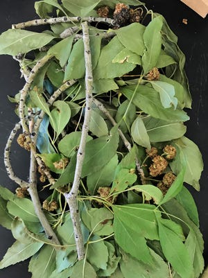 Ash tree leaves from a sample submitted to the NMSU Plant Diagnostic Clinic in Sept. 2019 look green and healthy. The rough, round, brown bits are galls formed by the ash flowergall mite, but they do not harm the tree itself.