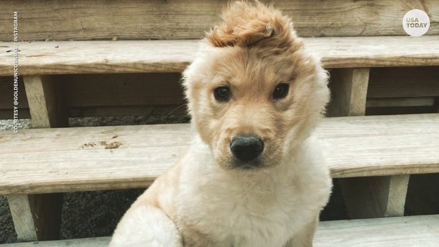 This one-eared Golden retriever is known as "unicorn."