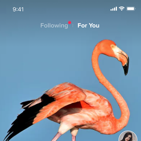 The home screen for the popular video app TikTok.