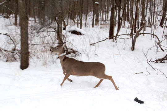 A newly-collared adult female white-tailed deer trots away from researchers. The animal was fitted with a GPS collar as part of the Southwest Wisconsin CWD, Deer and Predator Study.
